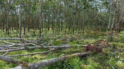โขลงช้างป่าบุกสวนยางที่ท่าตะเกียบ เกษตรกรหวั่นจะไม่เหลือ วอนรัฐแก้ปัญหาจริงจัง
