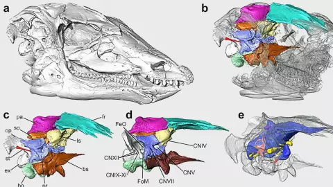 สแกนกะโหลกศีรษะของไดโนเสาร์กินพืช เพื่อวิจับประสาทสัมผัส