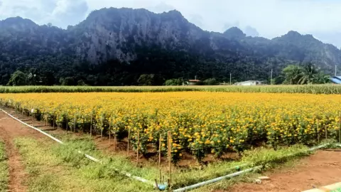 ดอกดาวเรืองพารุ่ง ปลูกขายทำรายได้งาม ลุงเจ้าของสวนลั่นไม่ทำอย่างอื่นแล้ว