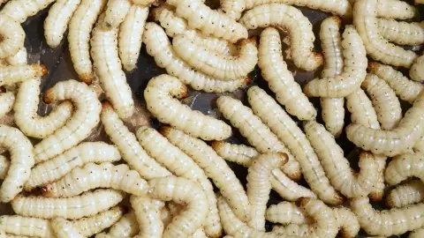 คู่มือเลี้ยงหนอนไม้ไผ่ ทำง่าย รายได้งาม