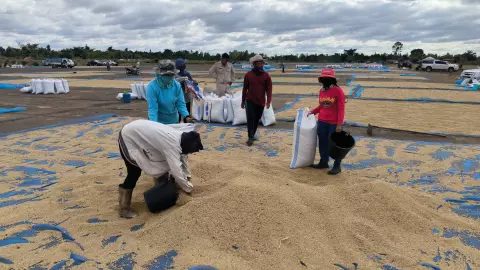 ชาวนายโสธรตากข้าวบนรันเวย์ ชี้ไม่เสี่ยงตาย-ไม่ผิด ก.ม. ช่วยลดอุบัติเหตุบนถนน