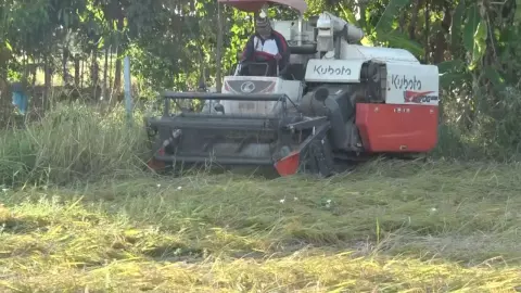 บึงกาฬอากาศแปรปรวนทำข้าวล้ม ชาวนาต้องเร่งจองรถเกี่ยวที่คิวยาว ทำต้นทุนเพิ่มตาม