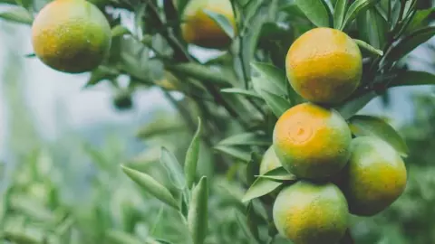 ผู้อำนวยการ สศท.1 เผย ส้มสายน้ำผึ้ง ของดีเชียงใหม่ คาดได้ขึ้นทะเบียน GI ธ.ค. 66