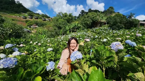 เชียงใหม่เริ่มหนาว ทุ่งดอกไฮเดรนเยียบานสะพรั่ง ยอดดอยอินทนนท์เหลือ 9 องศาฯ