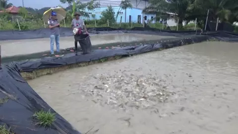 สาวสตูลปิ๊งไอเดีย ทำฟาร์มปลาดุกแบบสายน้ำไหล ชูเนื้อแน่นไม่คาว ออเดอร์เพียบ