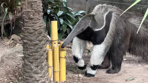 สวนสัตว์ขอนแก่น จัดงานวันเกิดให้ "หนูเล็ก" ตัวกินมดยักษ์ ฉลองอายุครบ 9 ปี