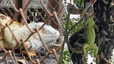 อีกัวน่า บุกเมืองลิงลพบุรี จะแก้อย่างไร ระวังสัตว์ประหลาดๆ โผล่ให้เห็นอีก