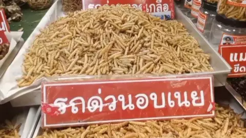 กาดทุ่งเกวียนลำปางสุดคึกคัก นักท่องเที่ยวแห่ชิมหนอนรถด่วนทอด กก.ละ 3 พันก็ซื้อ 