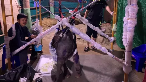 ความคืบหน้า การรักษา "พลายน้องเดือน" ยังต้องใช้อุปกรณ์ช่วยพยุงตลอดเวลา