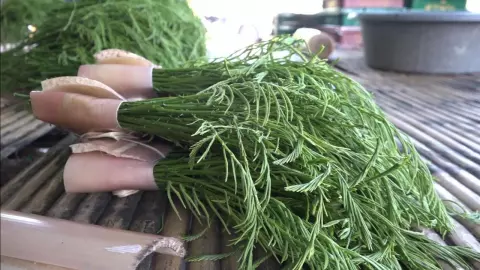 สวนชะอมบ้านสวนปราจีนบุรี พืชสวนครัวทำเงิน ราคาดี ปลูกง่าย เก็บขายได้ทั้งปี (คลิป)