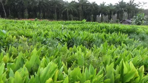 ความสำเร็จของชาวสวนสตูล ปลูกขมิ้นแซมร่องสวนยางฯ สร้างรายได้เป็นแสนต่อไร่