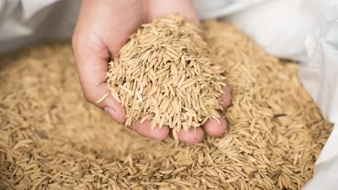 มทร.ธัญบุรี เจ๋งคิดค้นเครื่องลดความชื้นข้าวเปลือก