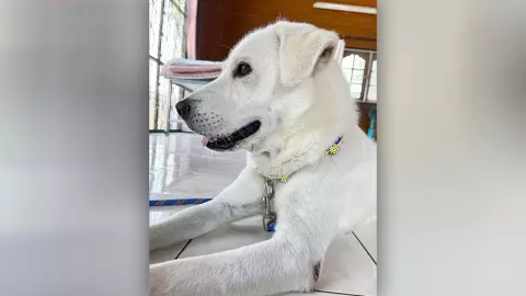 เจ้าของโล่งใจ คดีเพื่อนบ้านบุกมาตี "สุนัข" ที่ผูกไว้ ศาลสั่งคุมประพฤติ 2 ปี