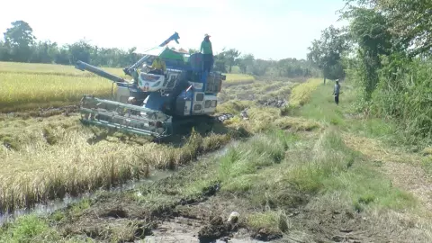 ชาวนาโคราชเผยรถเกี่ยวข้าวยังราคาเดิม 600 ต่อไร่ ดีใจรัฐบาลให้เงินช่วยไร่ละพัน