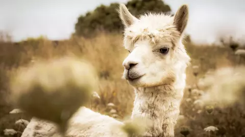 ผิดเป็นอัลปากา