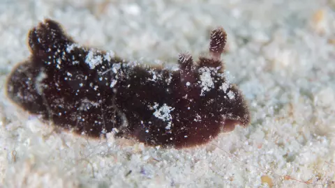 หน้าตาตัวอุบาทว์