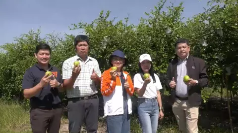 พุทราจัมโบ้ สวนคุณวารินทร์ บ้านฉาง ลอตแรกออกแล้ว ออเดอร์แน่นจนต้องจองข้ามปี