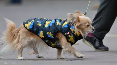 คนรักสัตว์ผวา โรคปริศนาทำสุนัขป่วยในหลายรัฐ