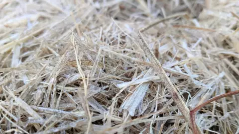 น่านเย็นสุดเหลือ 2 องศาฯ ที่ยอดดอยบ้านมณีพฤกษ์ เหมยขาบโผล่ให้เห็นแล้ว