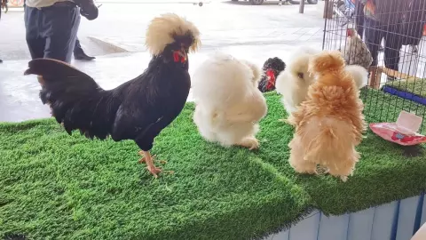 งานใหญ่ท้ายปี 66 มหกรรมสัตว์เลี้ยงแห่งประเทศไทย ครั้งที่ 19 ที่ราชบุรี