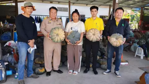 เกษตรพะเยาหนุนชาวสวนที่ภูกามยาว ปลูกฟักทองคุณภาพดีขาย ได้ราคารับซื้อที่พอใจ