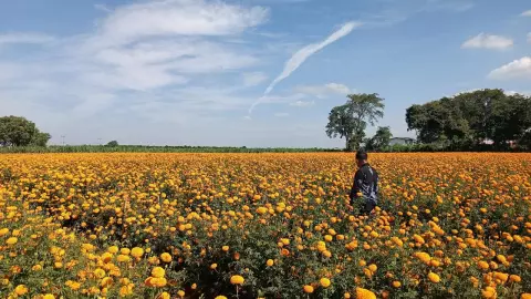 หน้าหนาวดาวเรืองออกดอกดี แถมราคาขยับรับลอยกระทง เกษตรเตือนระวังราน้ำค้าง 