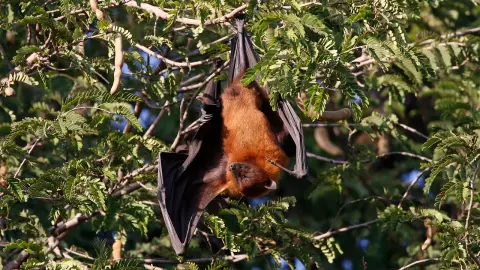 อันตรายร้ายแรงของไวรัสจากค้างคาวและสัตว์ป่าและการตัดต่อพันธุกรรม (ตอน 2)