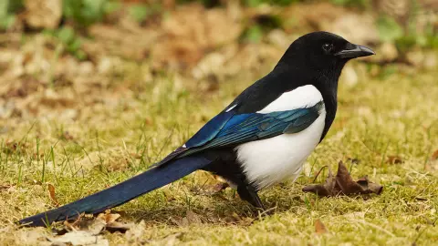 เทพเจ้านกแม็กพาย?