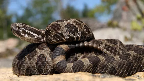 งูหัวกระป๋อง