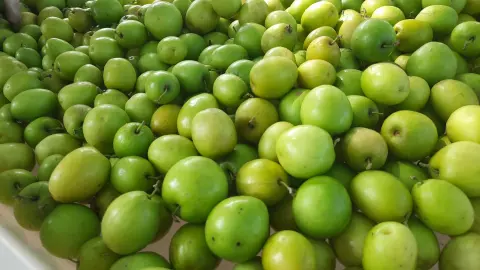 พุทรา 3 รสบ้านท่ามะเฟืองออกแล้ว แม้ไม่สวยเหตุเจอแล้งและฝน แต่ราคาหน้าสวนพอรับได้