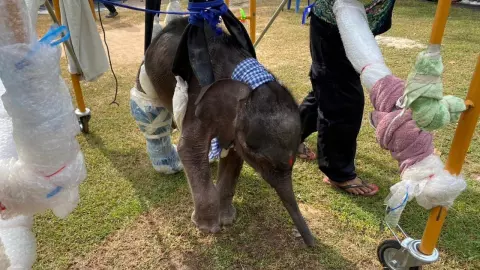 อัปเดตอาการ "น้องเดือน" ลูกช้างป่าทับลาน ทีมสัตวแพทย์ยังติดตามอาการใกล้ชิด