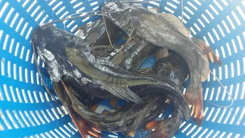 ปลากดคัง หนองกินเพล แปลงใหญ่หนึ่งเดียวเมืองอุบลฯ ชูเนื้อปลาคุณภาพ รสชาติอร่อย