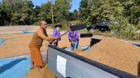 พระช่วยของแท้ พระสงฆ์ช่วยชาวบ้านสำราญ ยโสธร ตากข้าวเปลือก โดยไม่หวังผลตอบแทน 