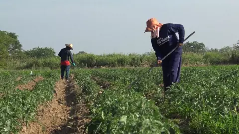 เกษตรกรริมโขงบึงกาฬ เริ่มปรับที่ปลูกมะเขือเทศ ฝากรัฐบาลดูราคาให้เป็นตามกลไกตลาด