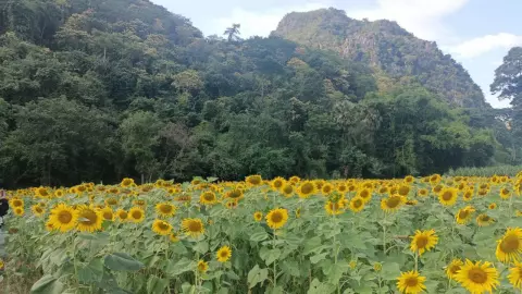 นักท่องเที่ยวถูกใจ ทุ่ง "ดอกทานตะวัน" ถูกโอบล้อมด้วยภูเขา หลวงพ่อเปิดให้ชมฟรี