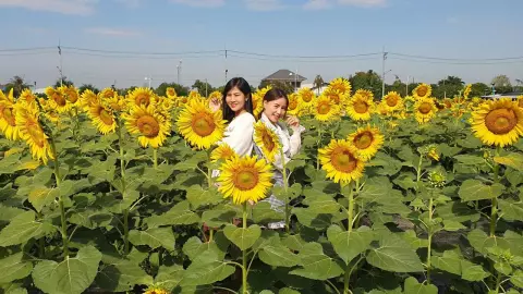 เที่ยวรับลมหนาวปทุมธานี ชมทุ่งทานตะวัน 5 ไร่บานสะพรั่งที่ซีพีแรม ลาดหลุมแก้ว