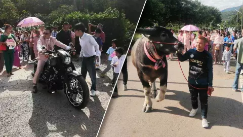 ฮือฮา เจ้าบ่าวขับฮาร์เลย์ เคียงคู่ควาย 5 ล้าน แห่ขันหมากขอสาวแต่งงาน (คลิป)