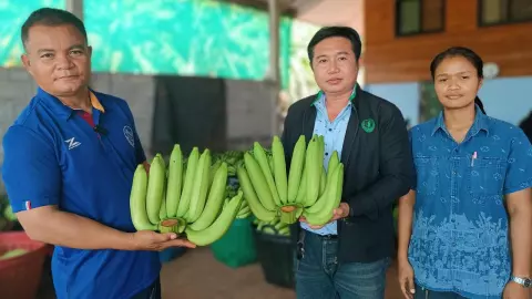 กล้วยหอมทองโคราช ราคาพุ่ง กก.ละ 22 บาท เกษตรกรยิ้มร่า หลังญี่ปุ่นสั่ง 8 พันตัน