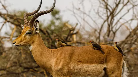 ขอของแถมจากกวาง