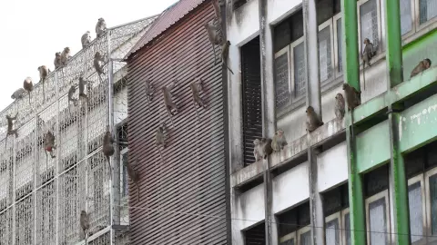 วิกฤติลิงลพบุรี! กระทบชาวบ้าน ชีวิตเหมือนอยู่ในกรงขัง (คลิป)