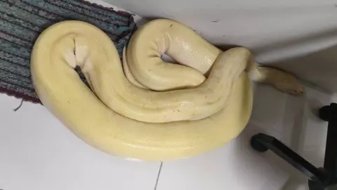 เจ้าของมารับด้วย พบ "งูหลามทอง" สีสวย ตัวใหญ่ยาว คาดแอบหนีออกจากบ้าน