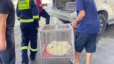 "งูหลามทอง" เจ้าของมารับแล้ว คาดใช้หัวดันหลังคาจนทะลุ แล้วออกจากบ้าน