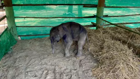 เผยผลชันสูตร "พลายเดือน" ลูกช้างป่าพลัดหลง พบหัวใจบวมน้ำ ทางเดินอาหารผิดปกติ