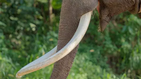 นีแอนเดอร์ธัลล่าช้างงาตรงอย่างกว้างขวาง