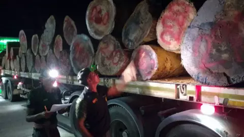 ตรัง จนท.จับไม้ยางถื่อน 29 ท่อน ค่ากว่า 2 ล้าน จ่ายเคลียร์ทางแล้ว