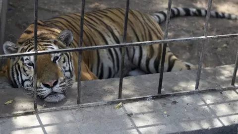 ปากีสถานปิดสวนสัตว์ ชายปริศนาถูกเสือขย้ำตายคากรง รองเท้ายังคาปาก