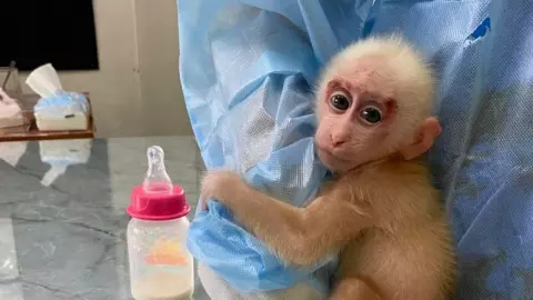 สถานีเพาะเลี้ยงสัตว์ป่าพังงา ขอรับบริจาคนมผงช่วย "ลูกลิงกำพร้า" แม่โดนฆ่าตาย