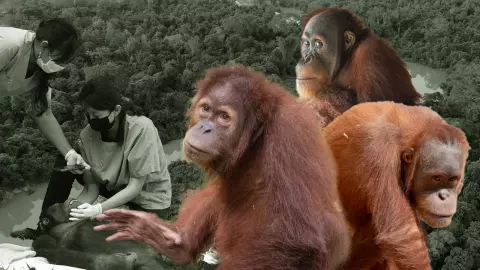 กลับป่าบ้านเกิด ไทยส่งคืน 3 ลิงอุรังอุตังให้อินโดนีเซีย โชว์ผลสำเร็จคืนธรรมชาติ (คลิป)