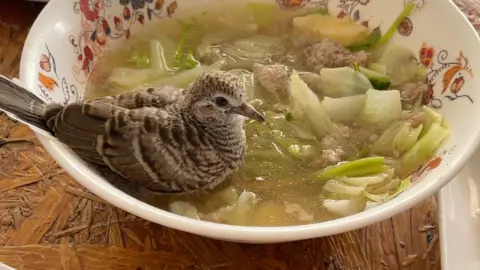 น้องมาจากไหน บินมาแช่ตัวในชามแกงจืดแบบสบายใจ นักเสี่ยงโชคไม่พลาดตีเลขเด็ด