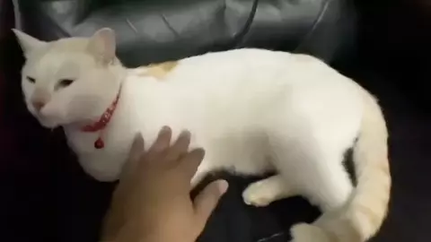 ตามหาเจ้าของ "แมว" ตัวแสบ แอบหนีออกจากบ้าน ปีนขึ้นต้นไม้สูงกว่า 6 เมตร